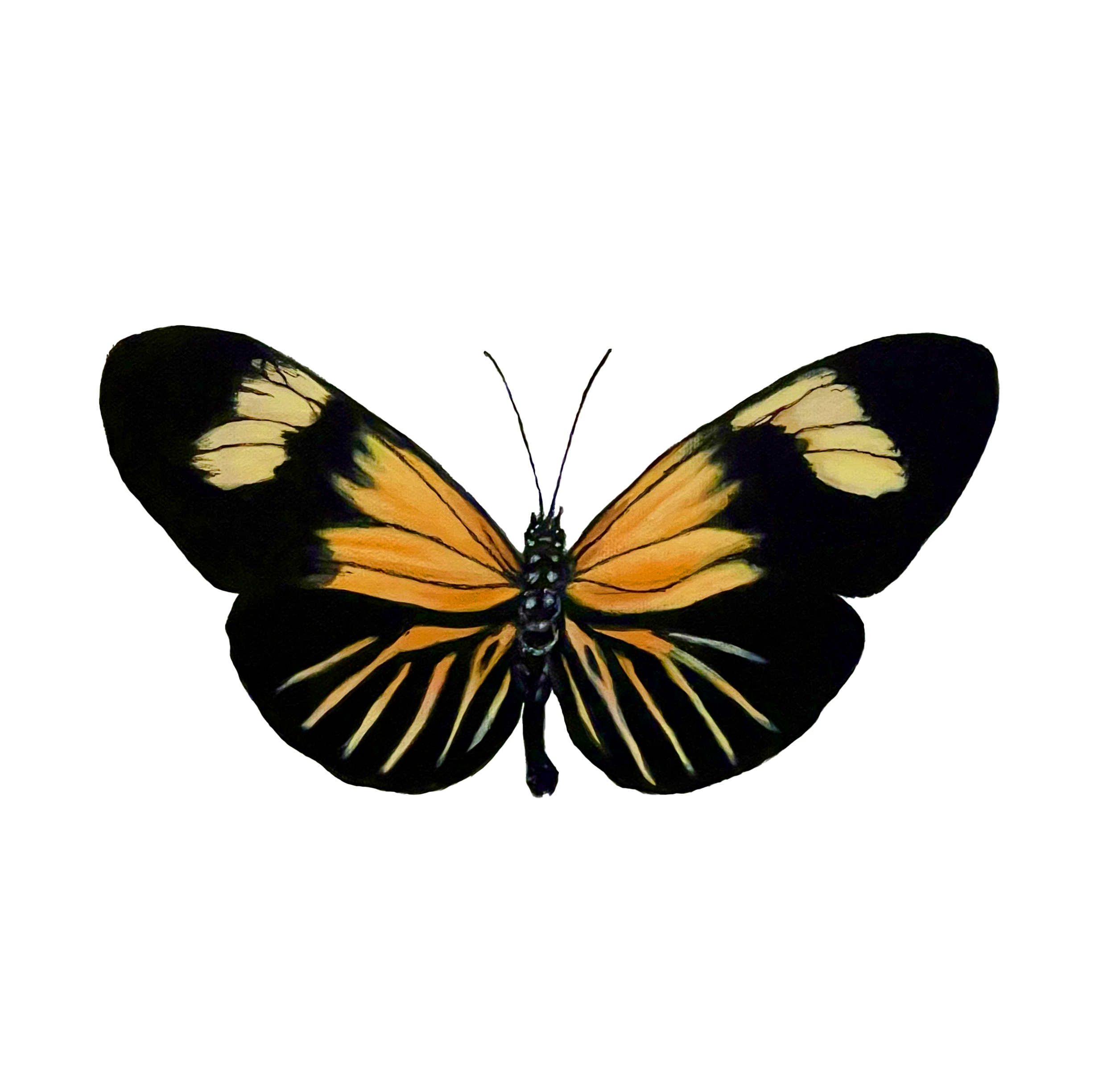 NerudaAoede