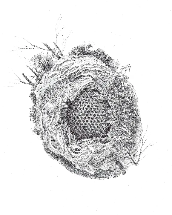 Nest